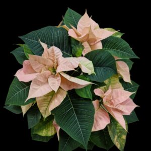 Poinsettia cinnamon L