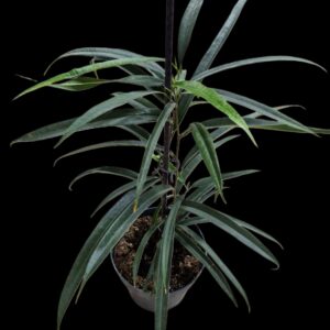 Longleaf-veckan
