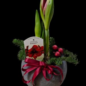 The time of Amaryllis