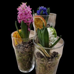 Hyacinth planting