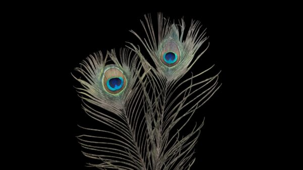 Peacock feather