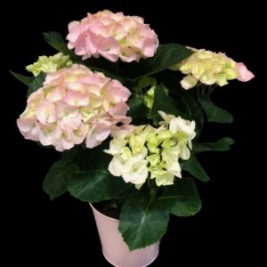 Vaaleanpunainen hortensia
