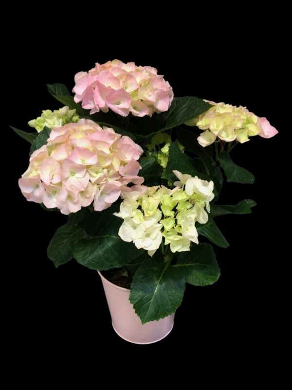 Vaaleanpunainen hortensia