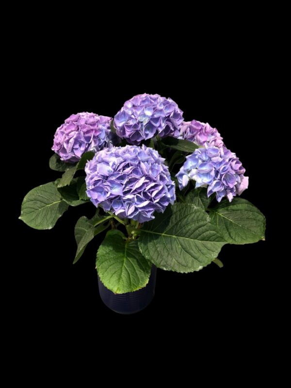 Sininen hortensia
