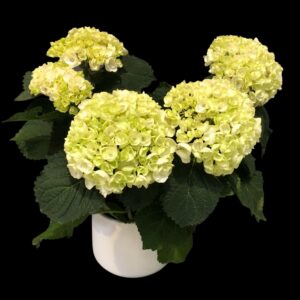 Valkoinen hortensia