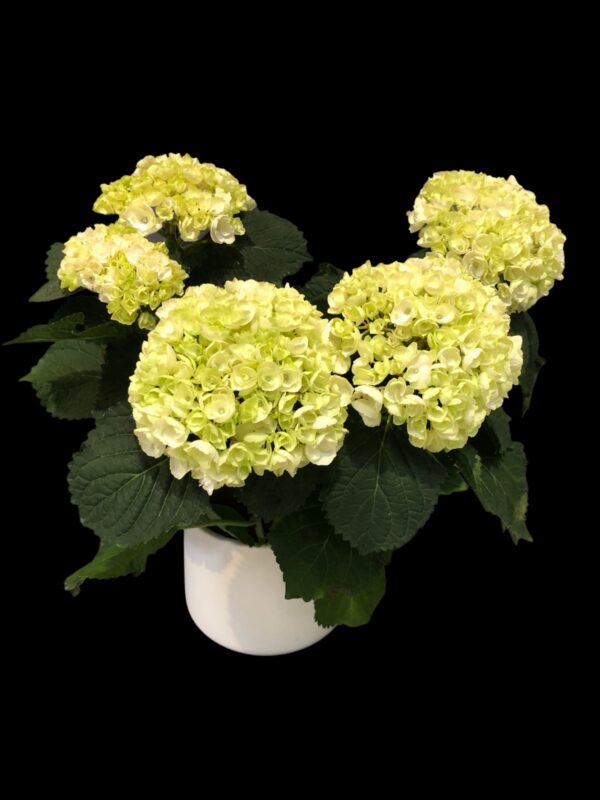 Vit hortensia