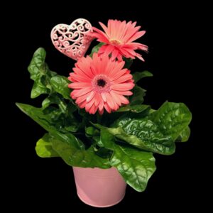 Vaaleanpunainen gerbera-asetelma
