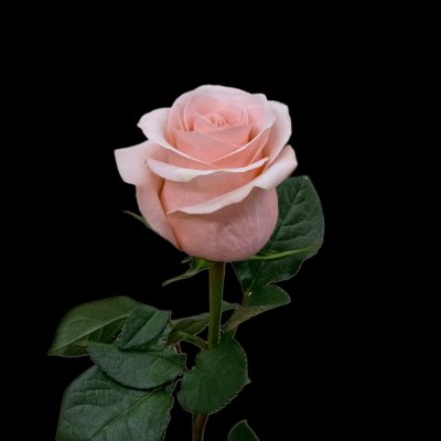 data":[], "remix_entry_point": "challenges", "source_tags":["local"], "origin": "unknown", "total_draw_time":0, "total_draw_actions":0, "layers_used":0, "brushes_used":0, "photos_added":0, "total_editor_actions":{}, "tools_used":{}, "is_sticker":false, "edited_since_last_sticker_save":false, "containsFTESticker":false}