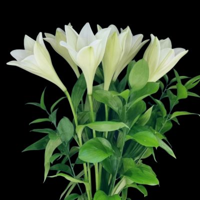 {"remix_data":[],"remix_entry_point":"challenges","source_tags":["local"],"origin":"unknown","total_draw_time":0,"total_draw_actions":0,"layers_used":0,"brushes_used":0,"photos_added":0,"total_editor_actions":{},"tools_used":{"remove_bg":1},"is_sticker":false,"edited_since_last_sticker_save":true,"containsFTESticker":false}