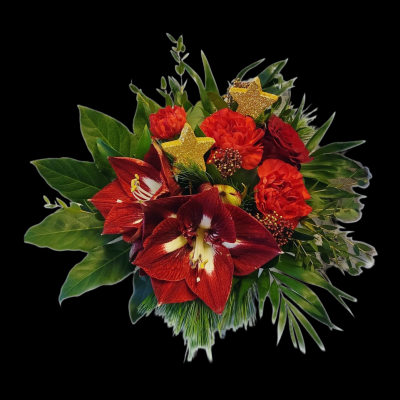 Kimp - jõulupunane põõsas