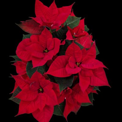 {"remix_data":[],"remix_entry_point":"challenges","source_tags":["local"],"origin":"unknown","total_draw_time":0,"total_draw_actions":0,"layers_used":0,"brushes_used":0,"photos_added":0,"total_editor_actions":{},"tools_used":{},"is_sticker":false,"edited_since_last_sticker_save":false,"containsFTESticker":false}