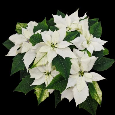 {"remix_data":[],"remix_entry_point":"challenges","source_tags":["local"],"origin":"unknown","total_draw_time":0,"total_draw_actions":0,"layers_used":0,"brushes_used":0,"photos_added":0,"total_editor_actions":{},"tools_used":{"remove_bg":1},"is_sticker":false,"edited_since_last_sticker_save":true,"containsFTESticker":false}