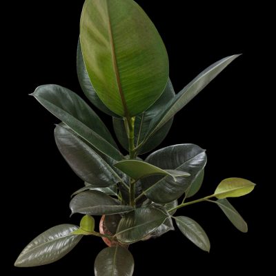 data":[],"remix_entry_point":"challenges","source_tags":["local"],"origin":"unknown","total_draw_time":0,"total_draw_actions":0,"layers_used":0,"brushes_used":0,"photos_added":0,"total_editor_actions":{},"tools_used":{},"is_sticker":false,"edited_since_last_sticker_save":false,"containsFTESticker":false}