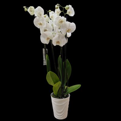 {"remix_data":[],"remix_entry_point":"challenges","source_tags":["local"],"origin":"unknown","total_draw_time":0,"total_draw_actions":0,"layers_used":0,"brushes_used":0,"photos_added":0,"total_editor_actions":{},"tools_used":{"remove_bg":2},"is_sticker":false,"edited_since_last_sticker_save":true,"containsFTESticker":false}